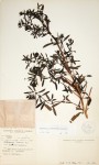 Anthospermum ammannioides