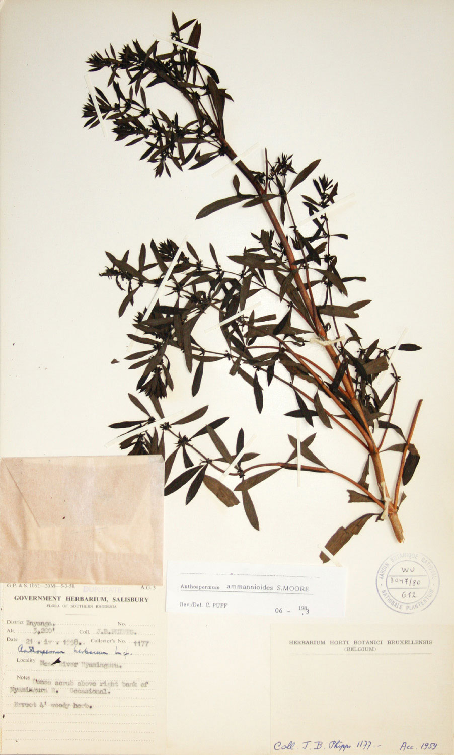 Anthospermum ammannioides