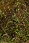 Anthospermum ammannioides