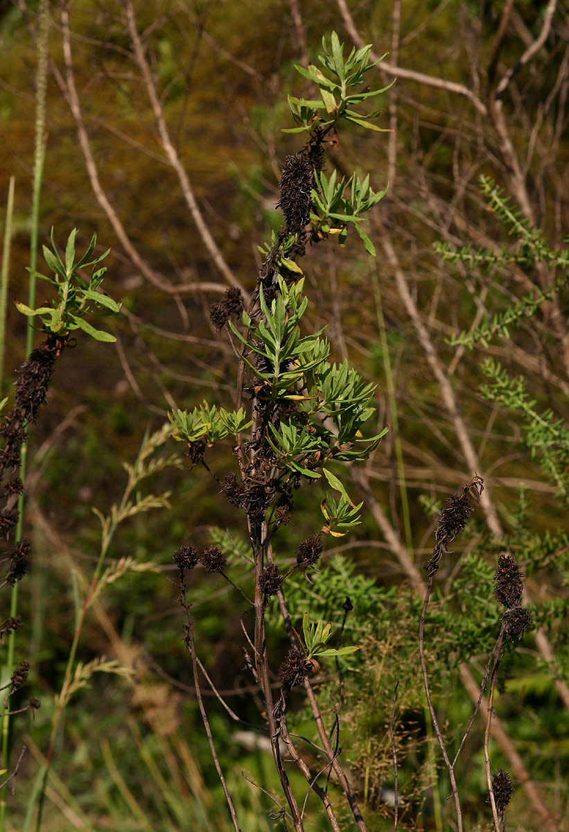 Anthospermum ammannioides
