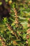 Anthospermum ammannioides