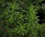 Anthospermum ammannioides