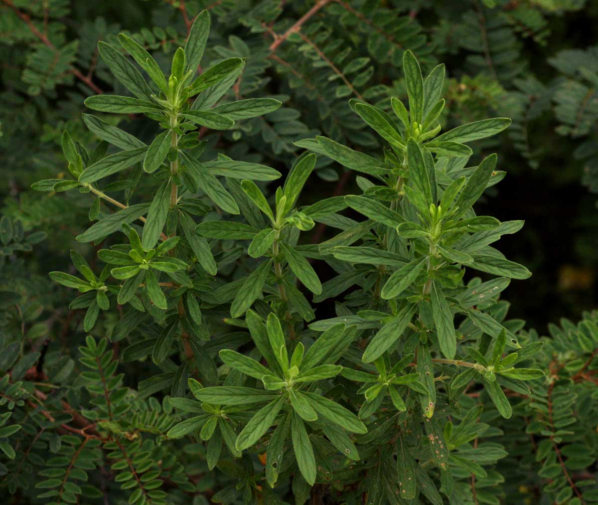 Anthospermum ammannioides