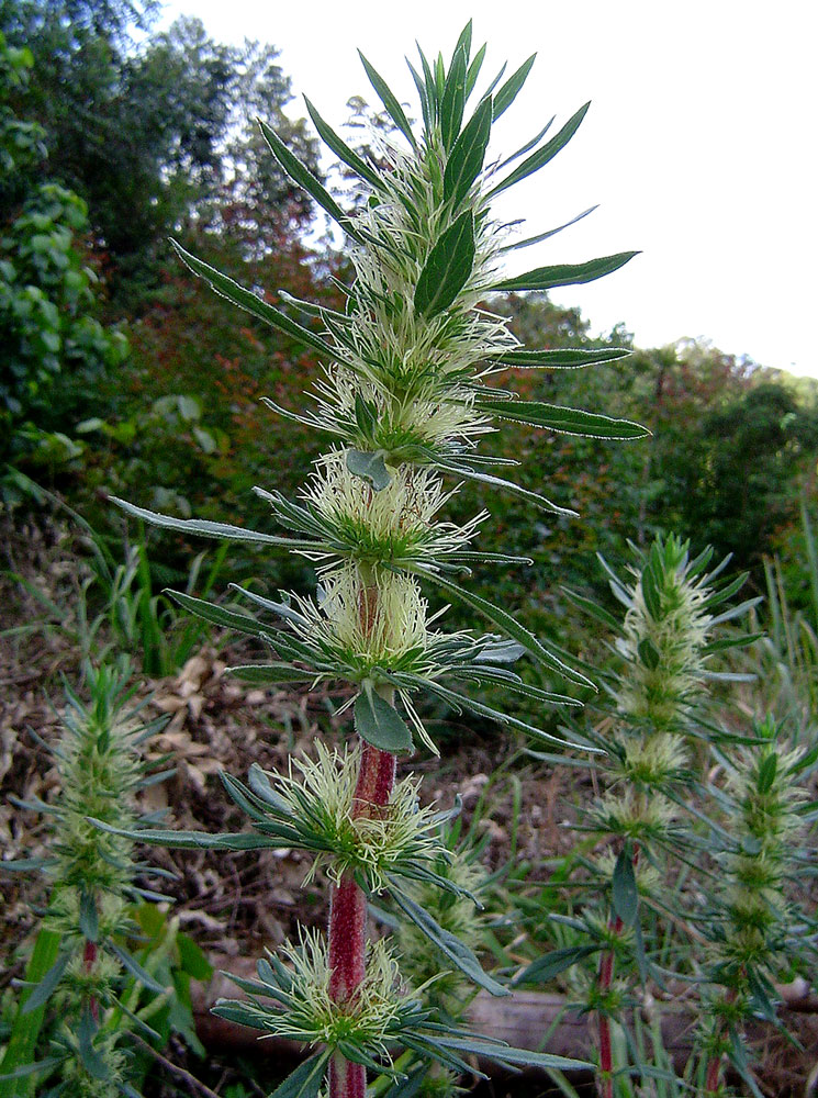 Anthospermum ammannioides
