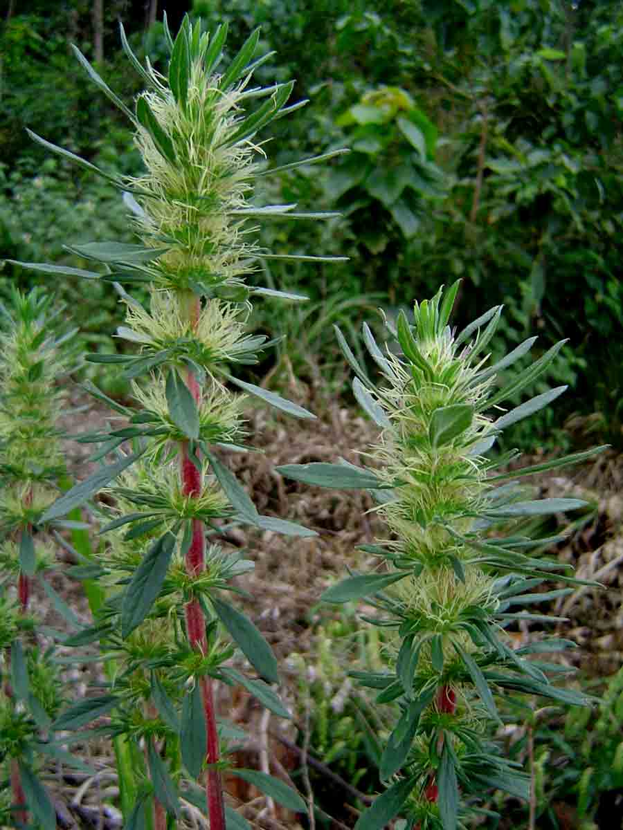 Anthospermum ammannioides