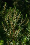 Anthospermum ammannioides