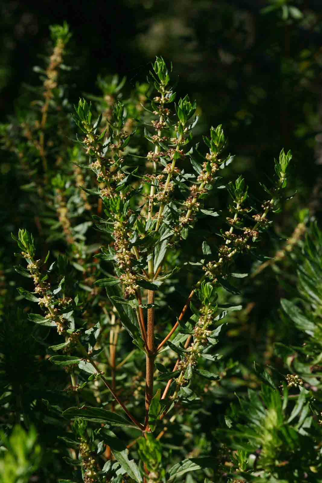 Anthospermum ammannioides