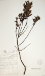 Anthospermum ammannioides