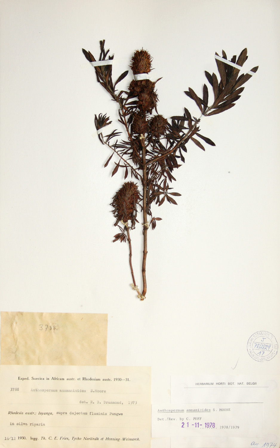 Anthospermum ammannioides