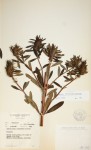 Anthospermum ammannioides
