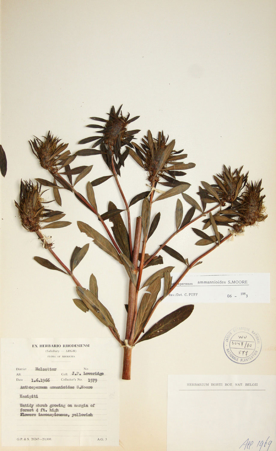 Anthospermum ammannioides