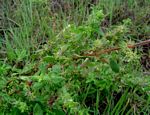Anthospermum herbaceum