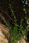 Anthospermum herbaceum