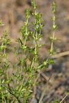 Anthospermum rigidum subsp. pumilum