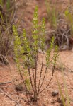 Anthospermum rigidum subsp. pumilum