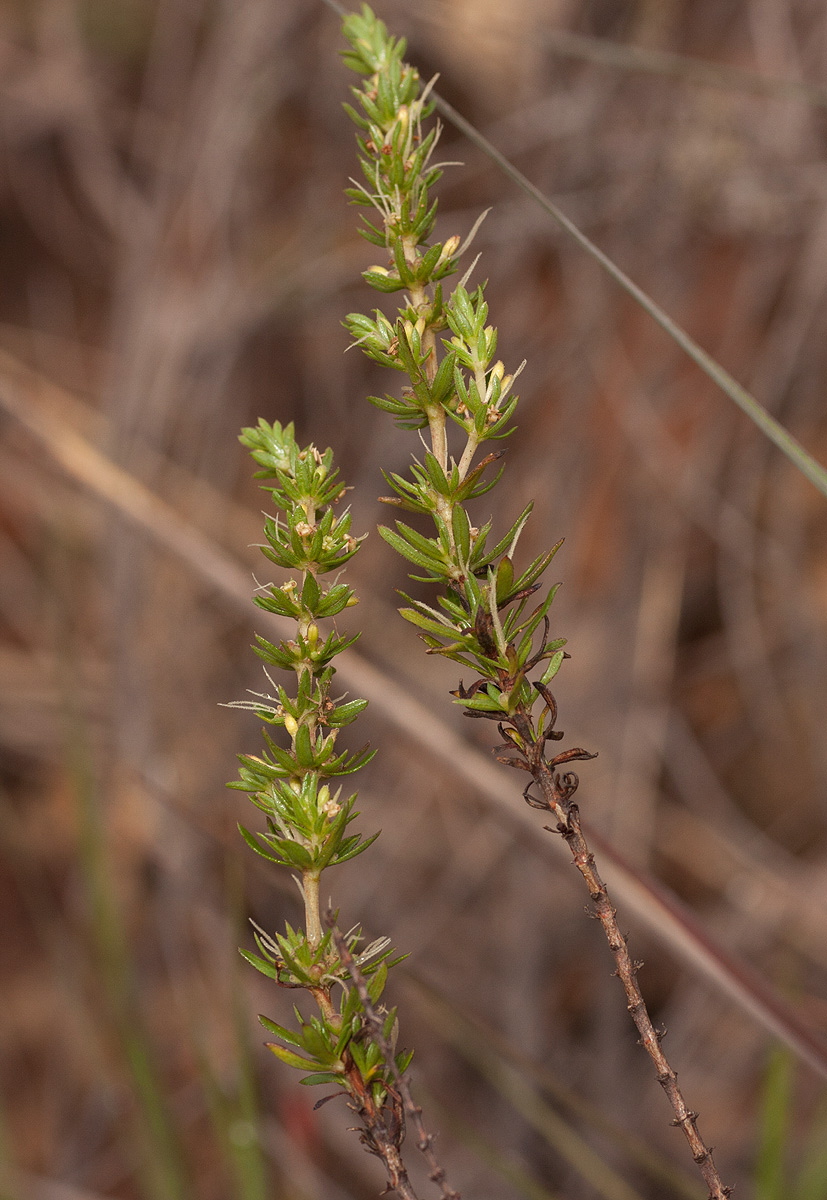 Anthospermum rigidum subsp. pumilum