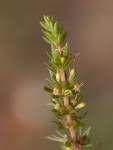 Anthospermum rigidum subsp. pumilum