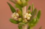 Anthospermum rigidum subsp. pumilum