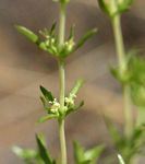 Anthospermum rigidum subsp. pumilum
