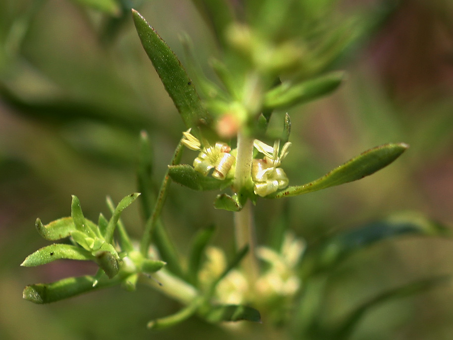 Anthospermum rigidum subsp. pumilum