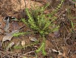 Anthospermum rigidum subsp. pumilum