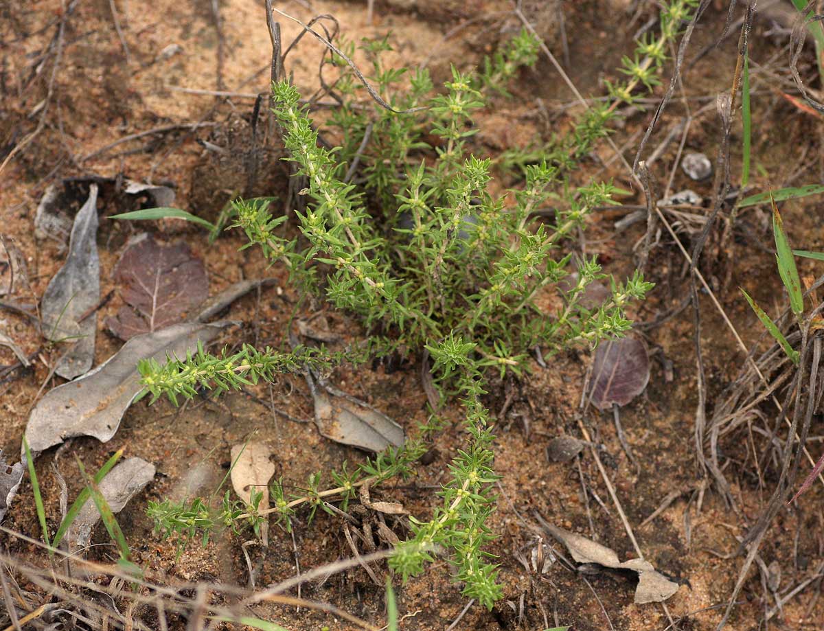 Anthospermum rigidum subsp. pumilum