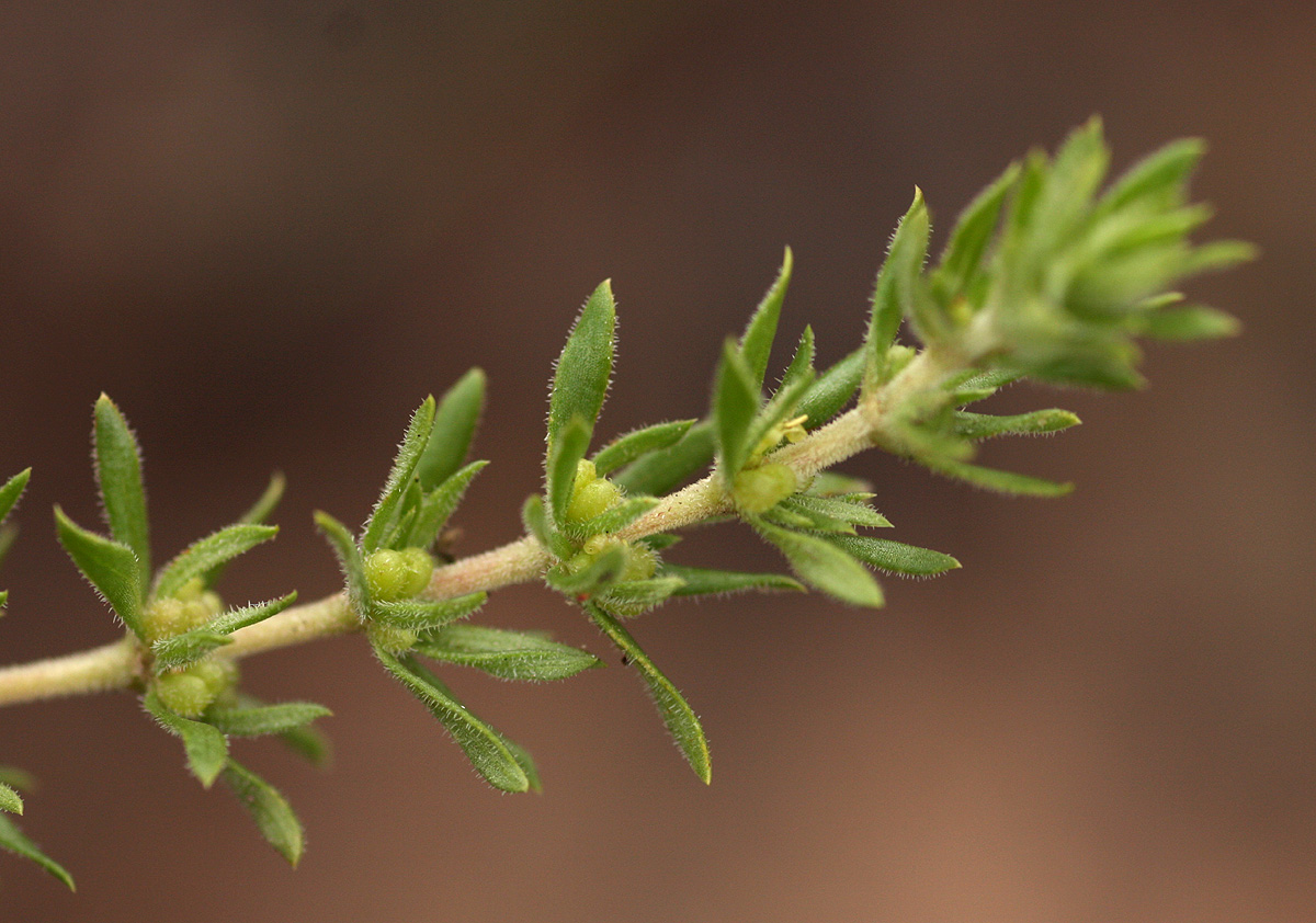 Anthospermum rigidum subsp. pumilum