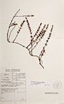 Anthospermum rigidum subsp. pumilum