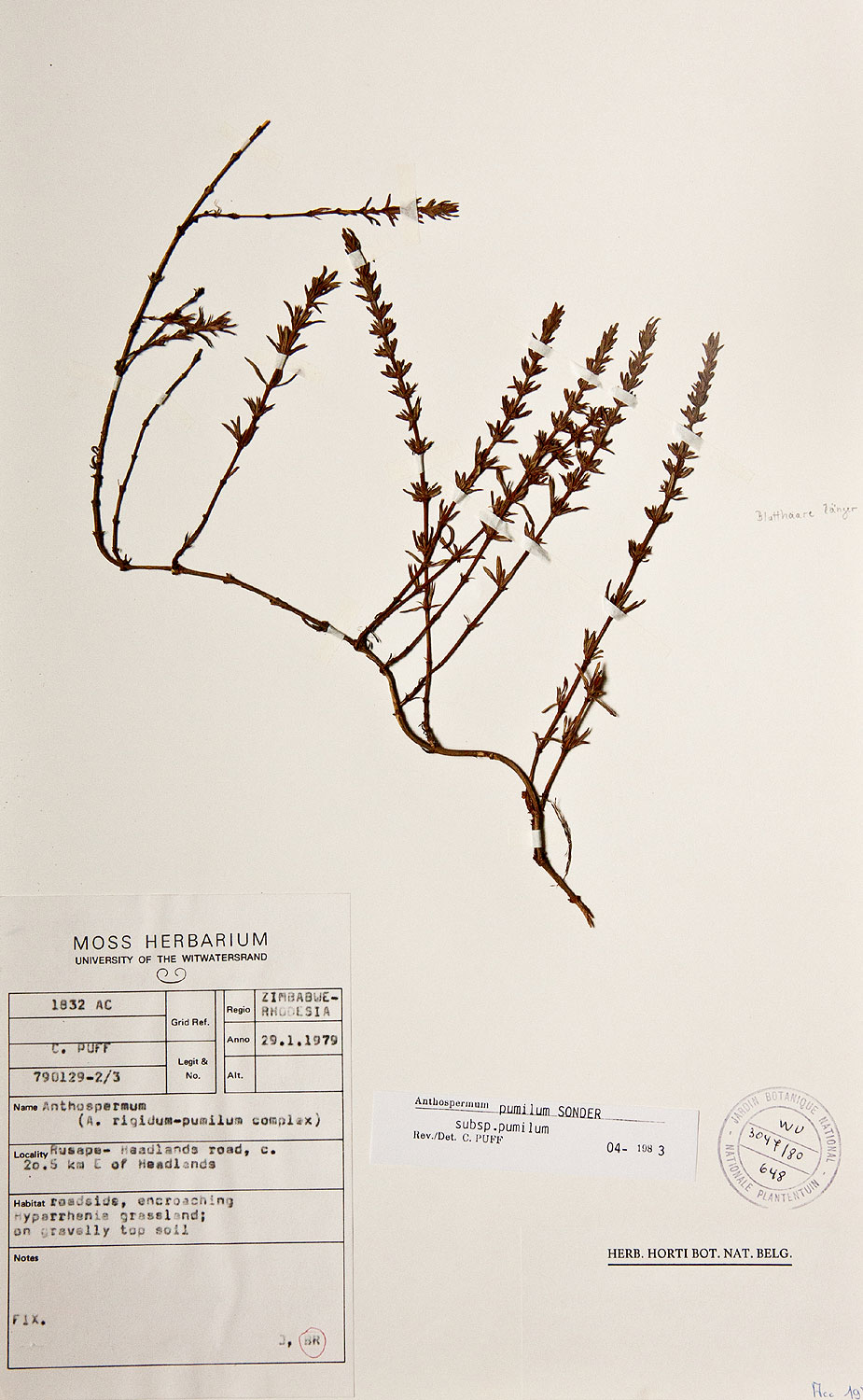 Anthospermum rigidum subsp. pumilum