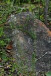 Anthospermum ternatum subsp. randii