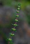 Anthospermum ternatum subsp. randii
