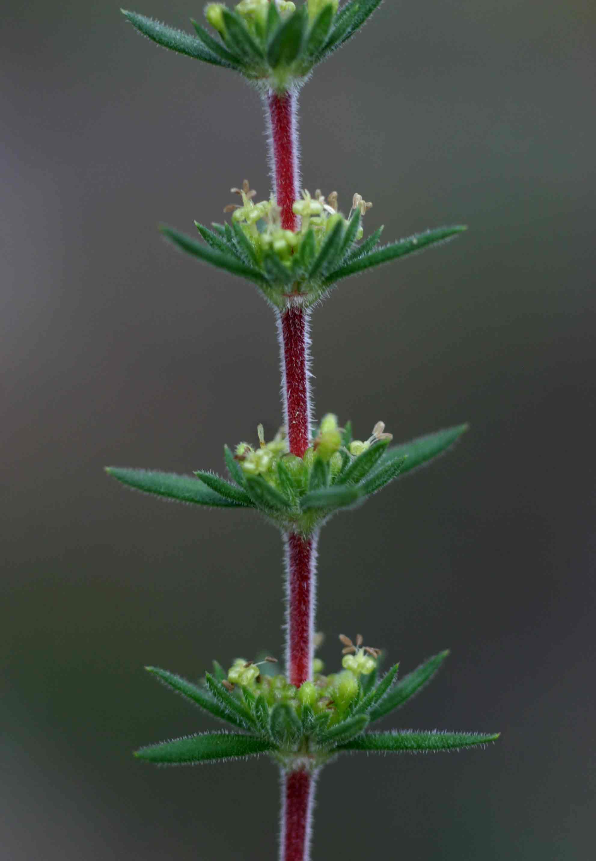 Anthospermum ternatum subsp. randii