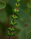 Anthospermum ternatum subsp. randii