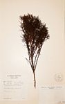 Anthospermum vallicola