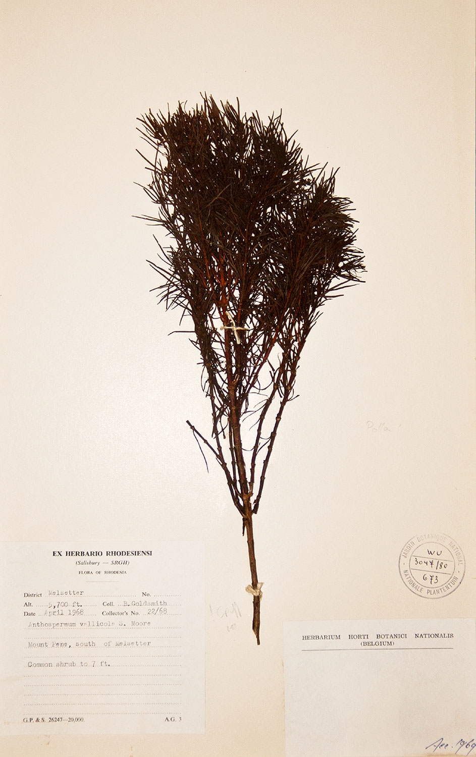 Anthospermum vallicola