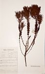 Anthospermum vallicola