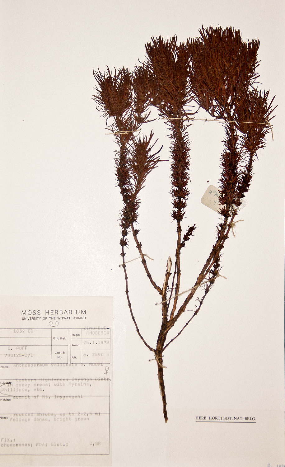 Anthospermum vallicola