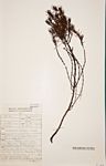 Anthospermum vallicola