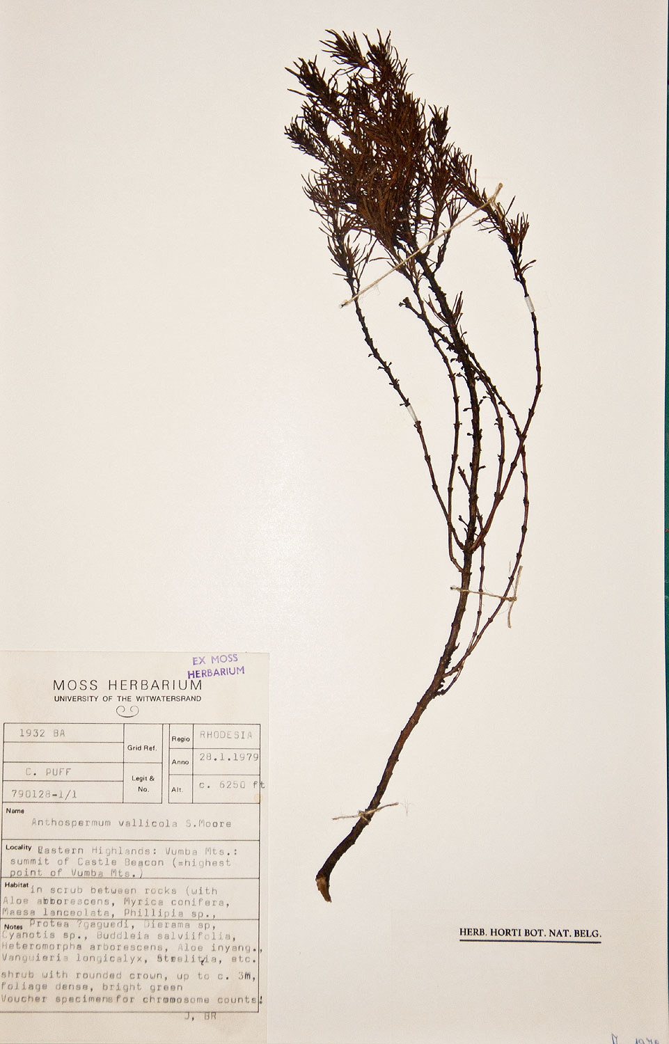 Anthospermum vallicola