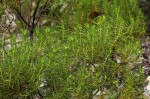 Anthospermum vallicola