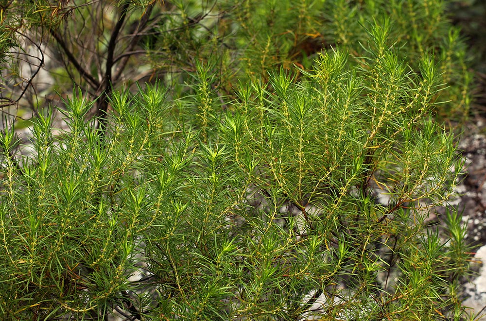 Anthospermum vallicola
