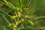 Anthospermum vallicola
