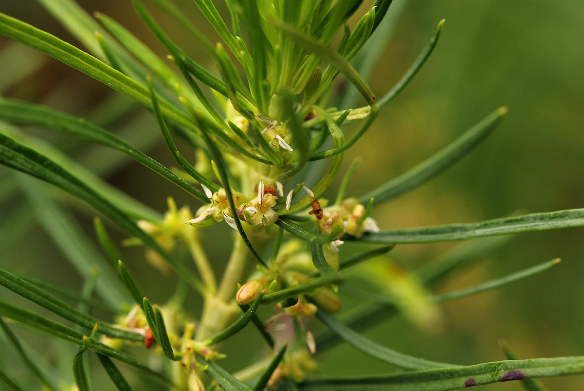 Anthospermum vallicola