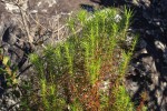Anthospermum vallicola