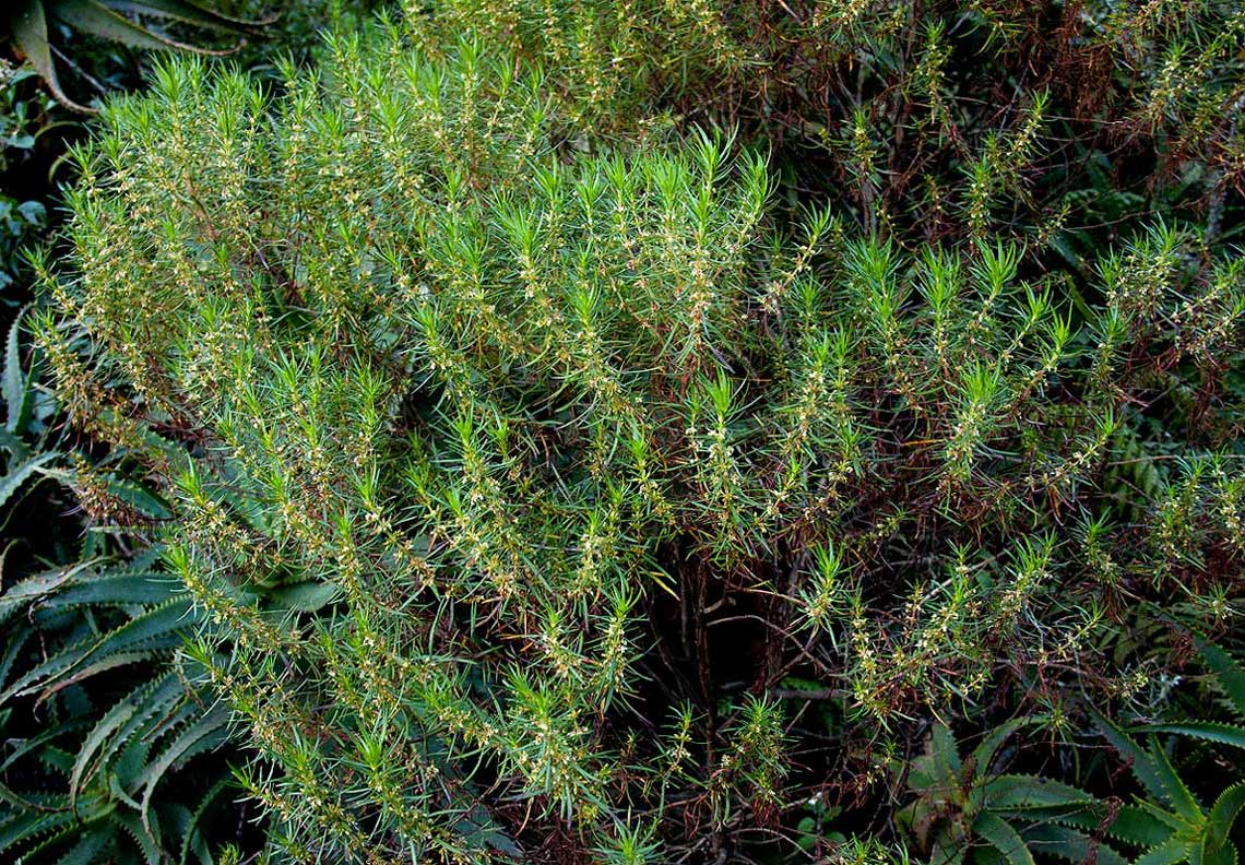 Anthospermum vallicola