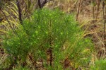 Anthospermum vallicola