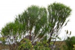 Anthospermum vallicola