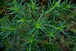 Anthospermum vallicola