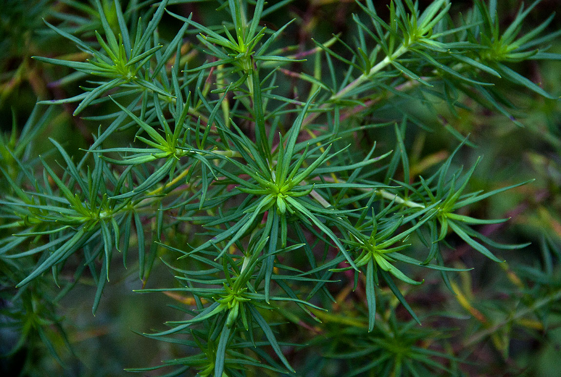 Anthospermum vallicola