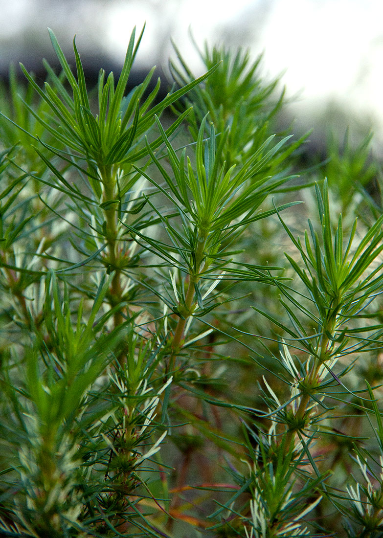 Anthospermum vallicola